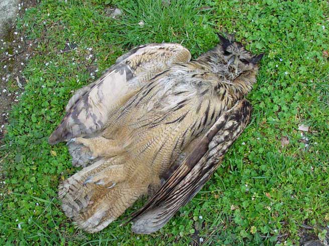 Gufo reale (Bubo bubo)
